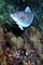 Parrotfish